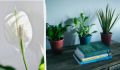 Почему спатифиллум не цветет зимой и как помочь ему расцвести