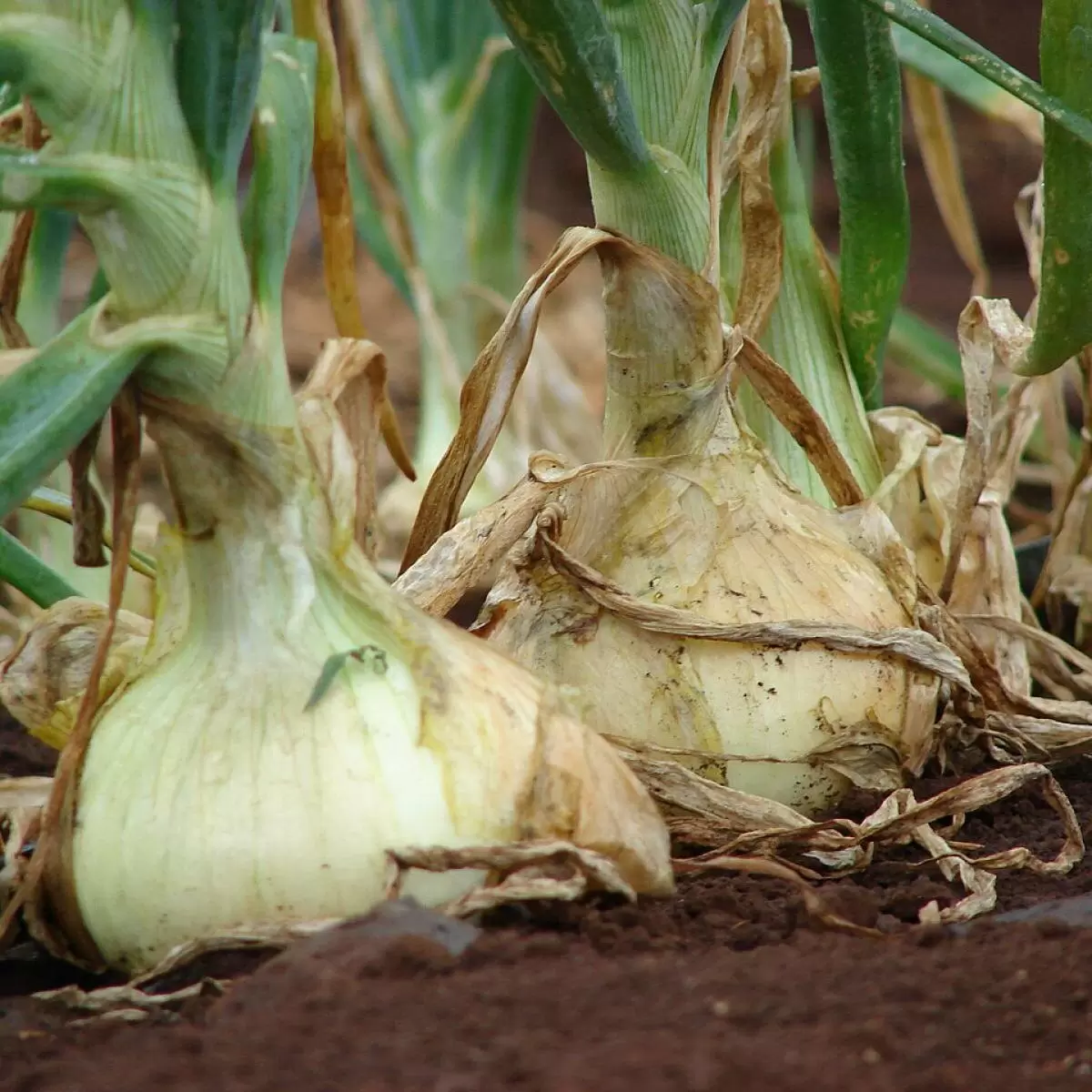 Секреты успешного урожая: как правильно сеять лук на вашем огороде