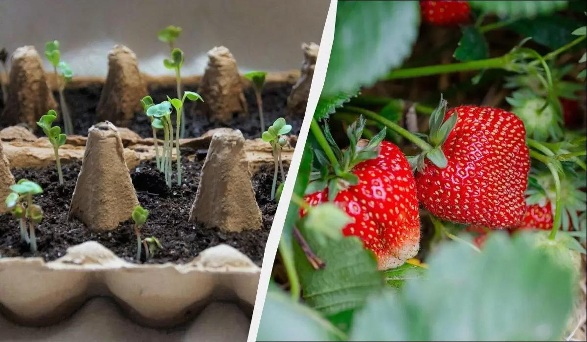 Клубника: выгодные дни для посадки рассады, которые не стоит пропустить