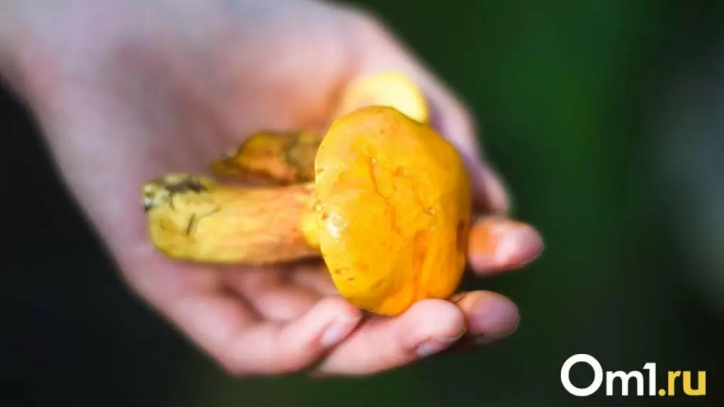 Сибирь встречает грибной бум: как аномальная зима спрогнозировала урожай сморчков