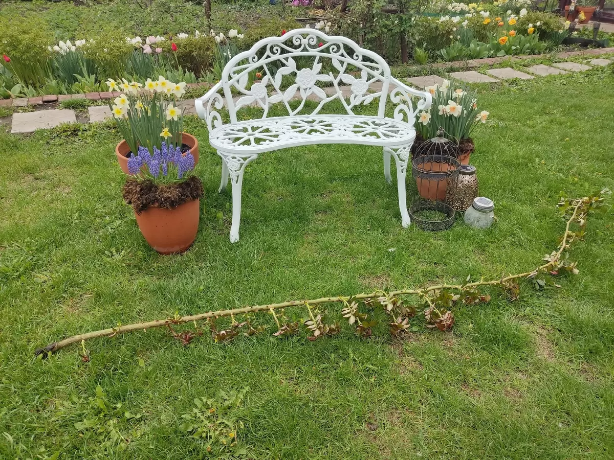 Как любовь к розам может обернуться жизненным уроком