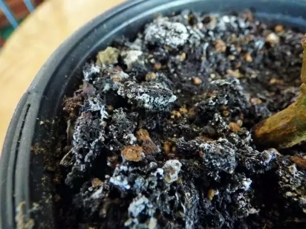 Как эффективно бороться с плесенью в горшках с растениями