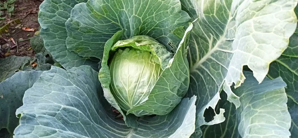 Как нашатырь становится верным помощником в борьбе за урожай капусты
