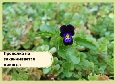 ������ ��� ��������: ����� �������� ������� ������ �����