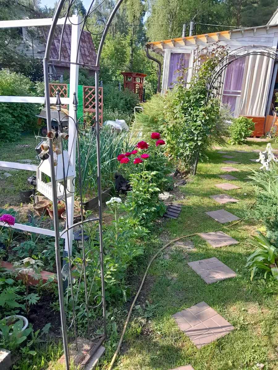 Новые горизонты в садовом дизайне: берсо как идеальное решение для вашего участка