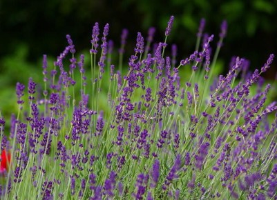 ������ ������� � ��������� ������� ��� ������ ������� �������