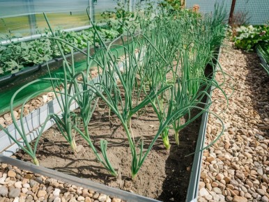 Проблема с желтеющим чесноком: как ее решить?