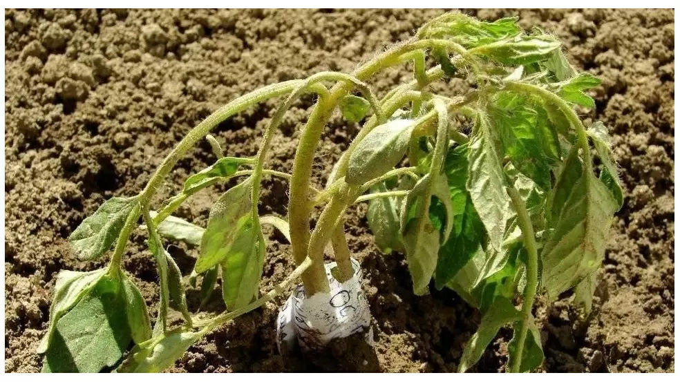 Как подготовить теплицу к высадке рассады: 4 проверенных шага