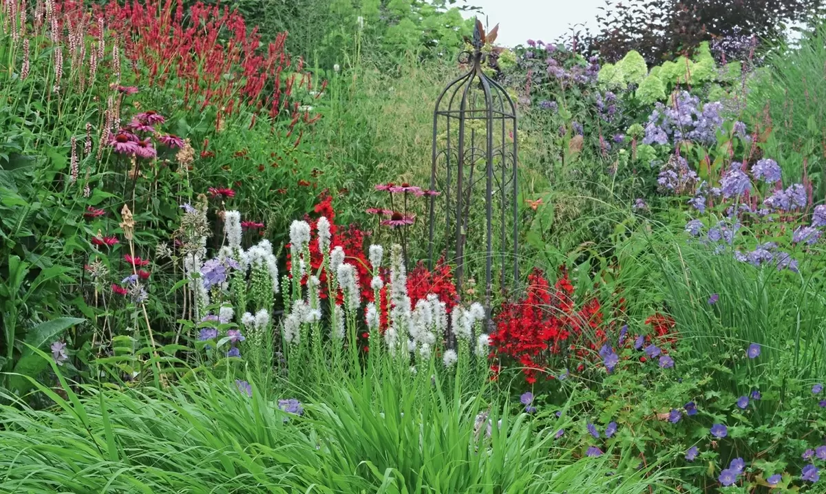 Лиатрис: яркие акценты в вашем саду