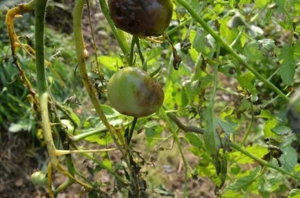 Как защитить томаты от фитофторы в разгар июля: советы и профилактика