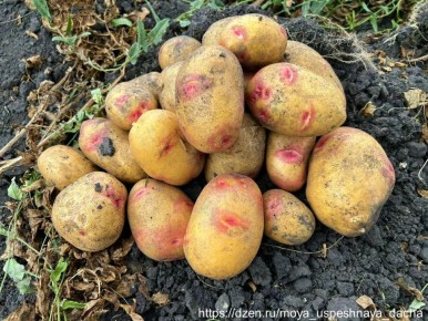 ��������� ��������� ��������� ���������: ��� �������� ������ �����?