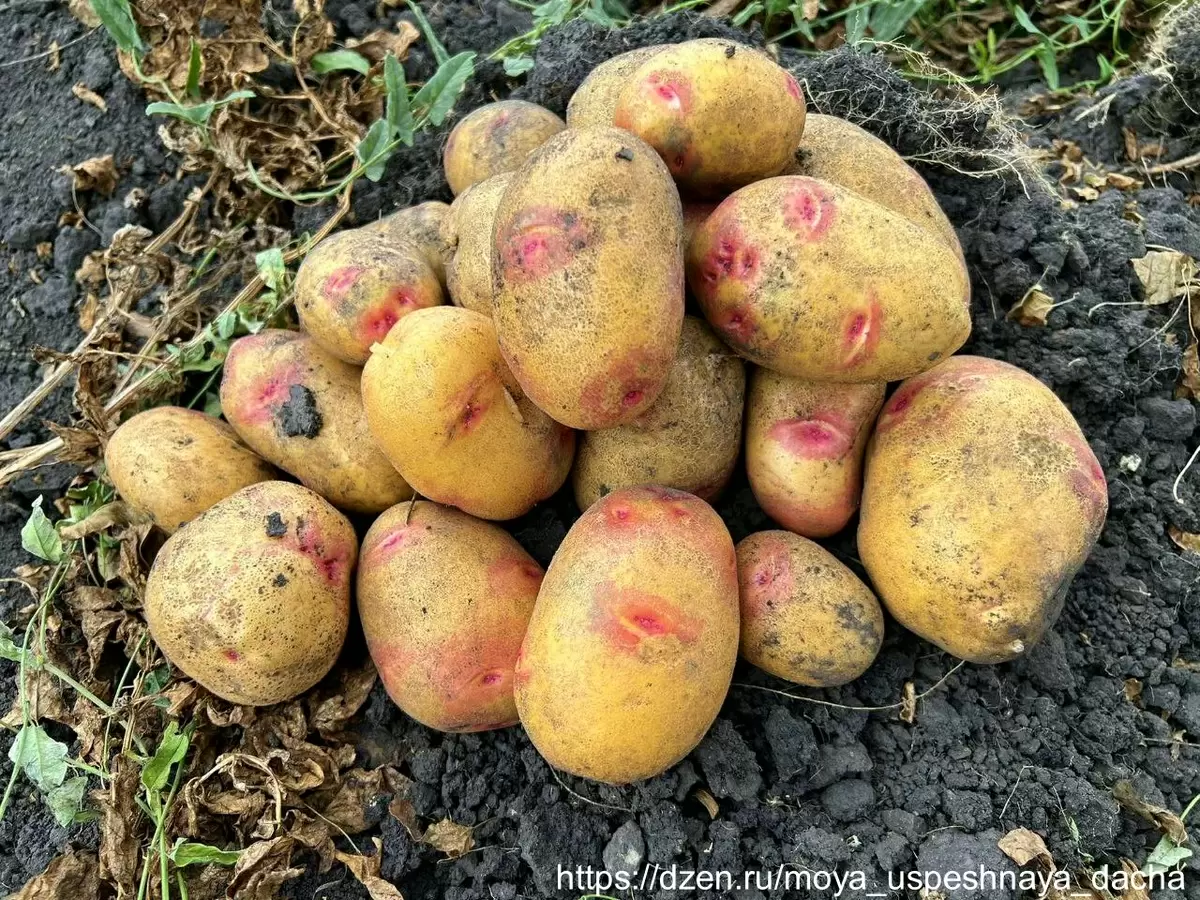 Искусство финальной подкормки картофеля: как получить урожай мечты?