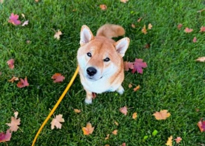 Опасность грибов: кинолог предупреждает владельцев собак о рисках