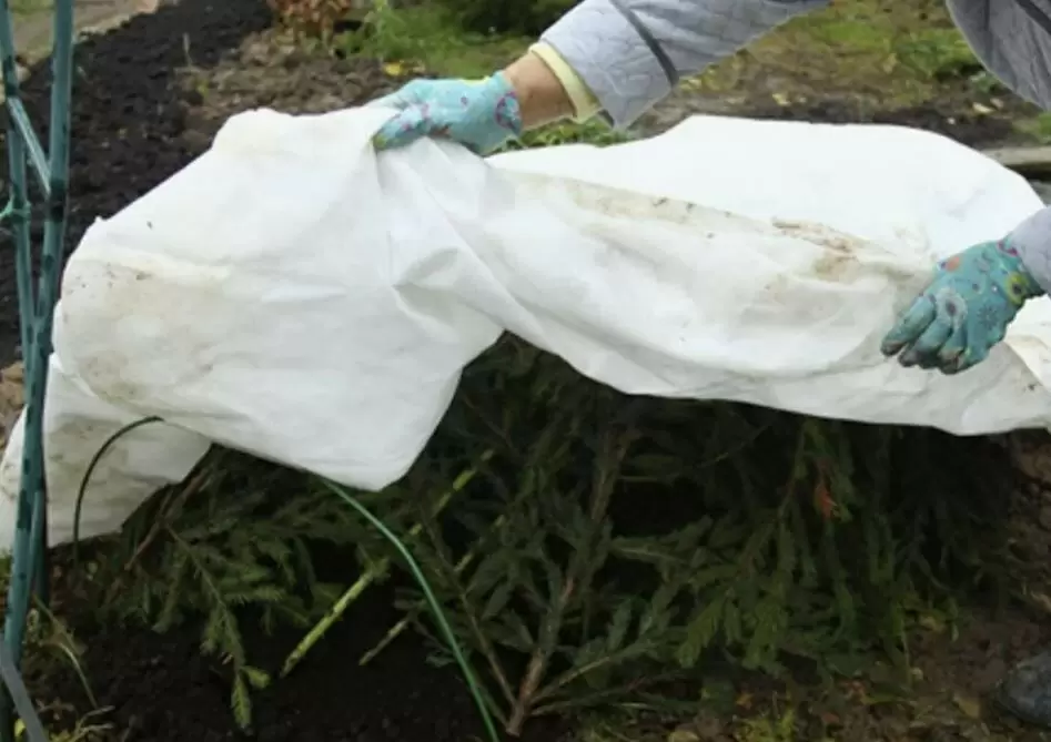 Как правильно подготовить многолетники к зиме