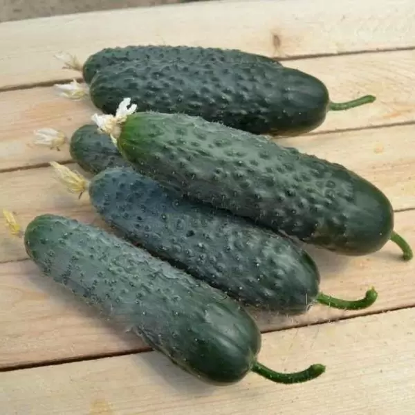 Огурец Валигора: уход за уникальным гибридом для зимних теплиц