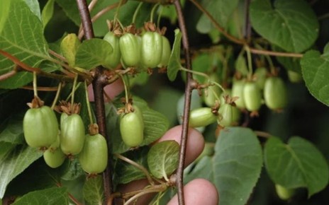 Когда собирать актинидию: полезные советы и рекомендации