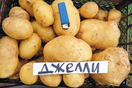Картофель Джелли: секреты успешного выращивания популярного сорта