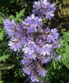 Сидераты: секреты успешного земледелия или новые проблемы?