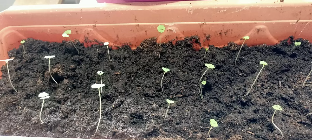 Секреты успешного выращивания чиа: опыт и советы