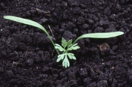 ���������� ������ ����������� ������ ������� ��� ������