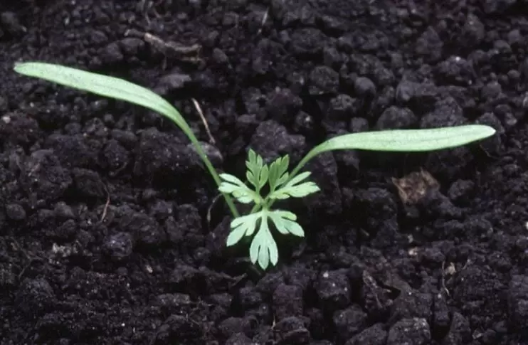 Уникальный способ выращивания ранней моркови без усилий