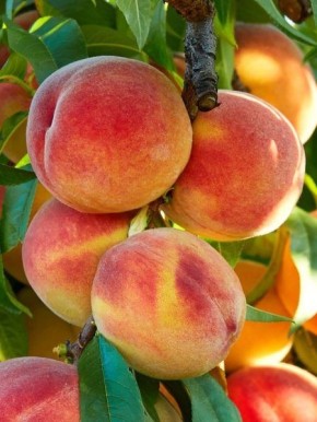 ������ ���������: ������ ������������� ������ ��� ��� ������