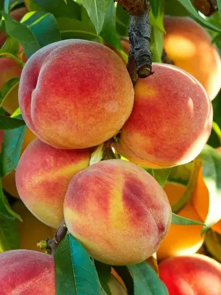 Персик Стартовый: ранний собирательный урожай для юга России