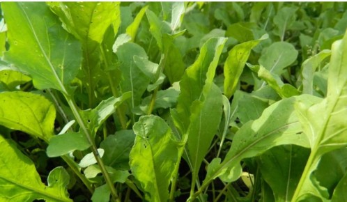 ��� ��������� ������: ������� � ������ �� ��������� �����