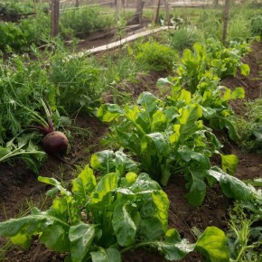 ������� ��� ������� ��������: ��� �������� ���������������� ������ �� �������