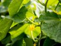 Как соседство растений может улучшить урожай огурцов