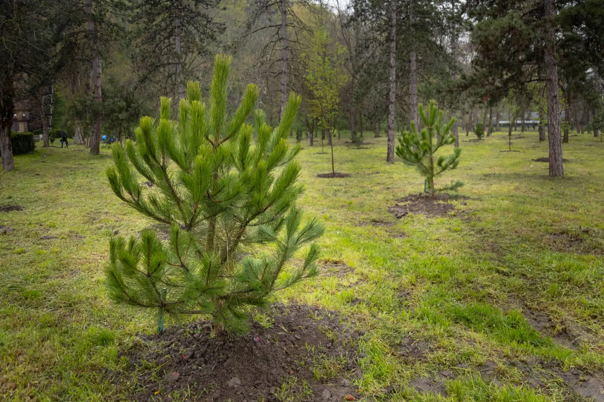 В Майкопе стартовала масштабная кампания по озеленению при поддержке «Единой России» В Майкопе стартовала масштабная кампания по озеленению при поддержке «Единой России»