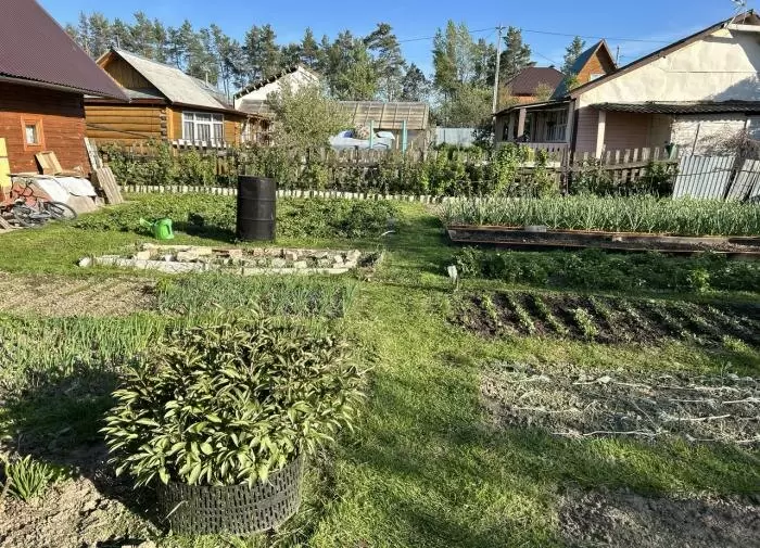 Октябрь в огороде: ключевые шаги для отменного урожая