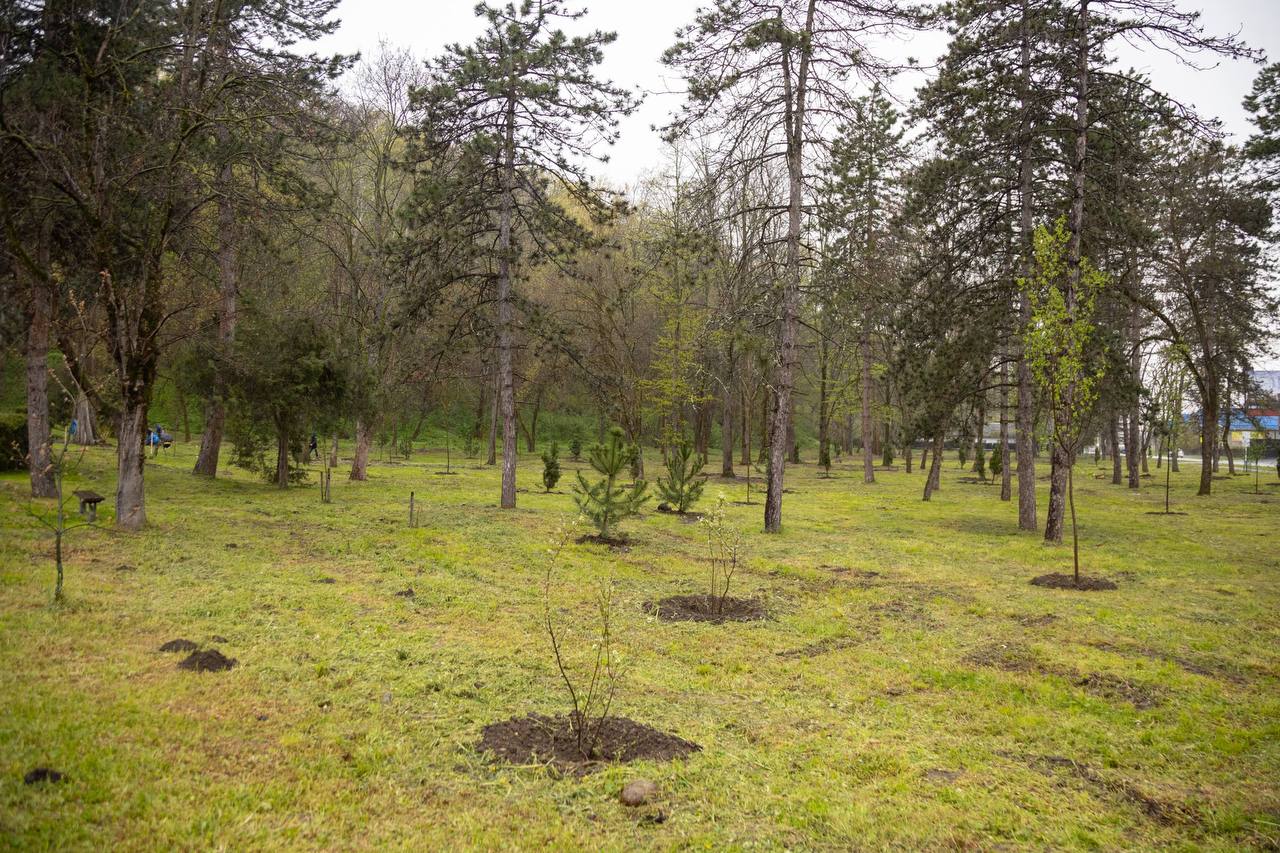 В Адыгее в этом году высадят более 10 тыс В Адыгее в этом году высадят более 10 тыс
