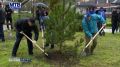 Десять тысяч молодых деревьев украсят улицы, скверы и лесопарковые зоны республики