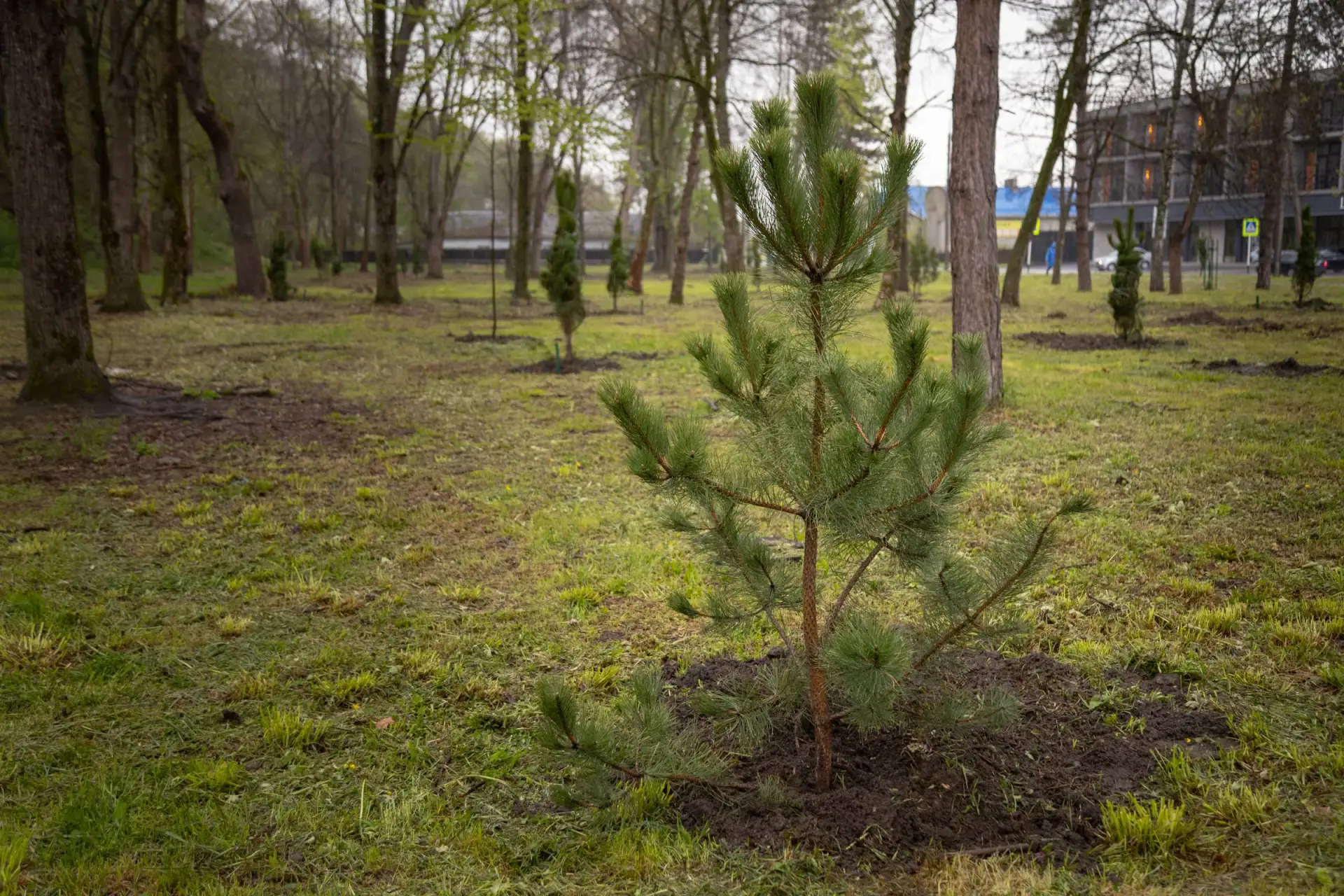 В Майкопе стартовала масштабная кампания по озеленению при поддержке «Единой России» В Майкопе стартовала масштабная кампания по озеленению при поддержке «Единой России»