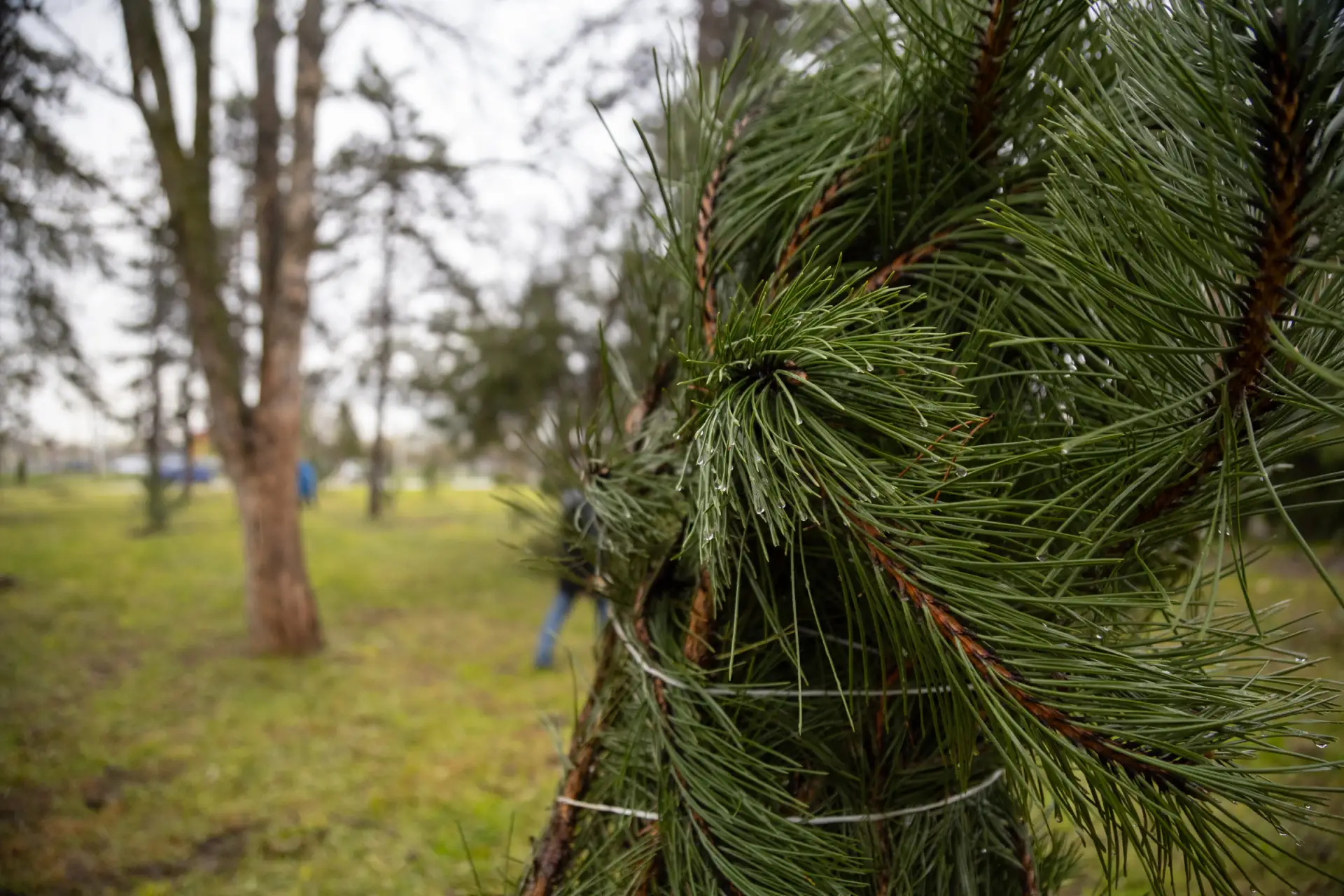 Мурат Кумпилов принял участие в высадке деревьев на территории парка «Мэздах» Мурат Кумпилов принял участие в высадке деревьев на территории парка «Мэздах»