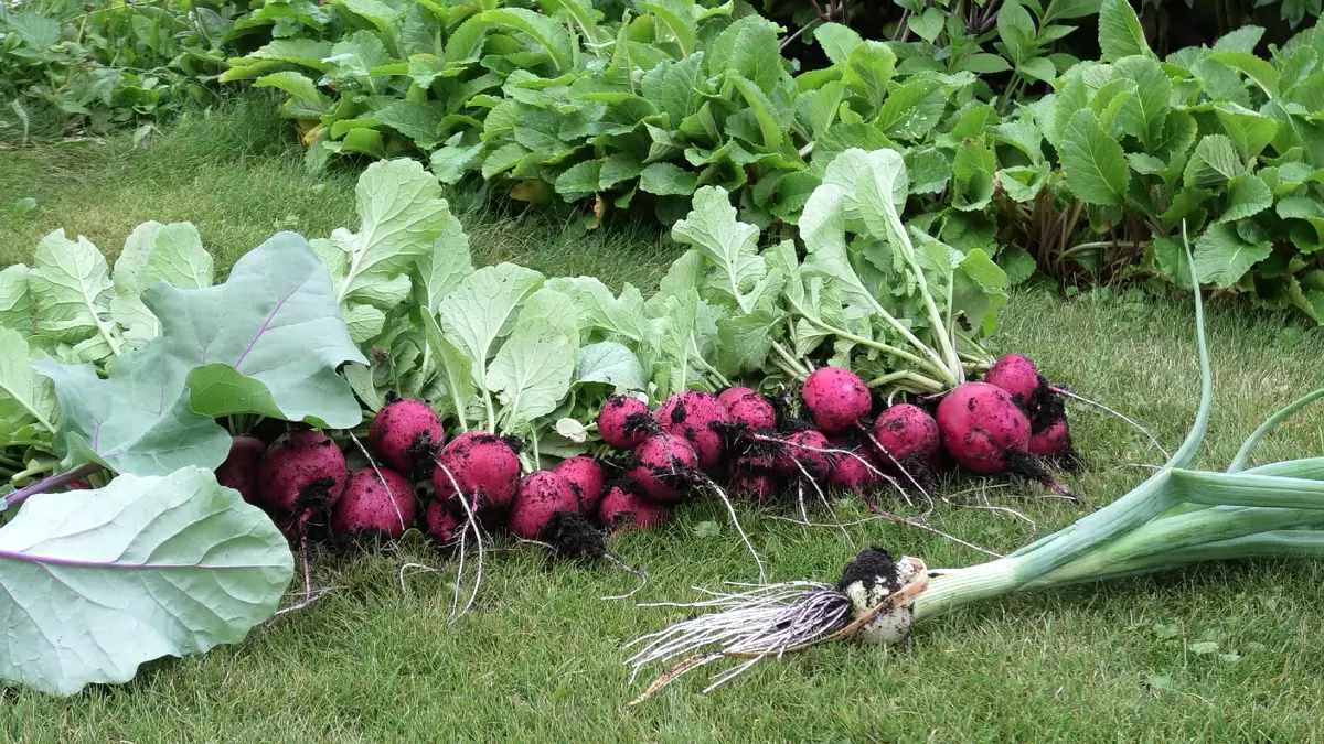 Секреты успешного севооборота: 14 групп овощей, которые стоит знать