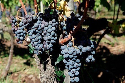 Виноград Неро: особенности, вкус и уход