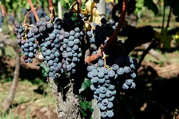 Виноград Неро: особенности, вкус и уход