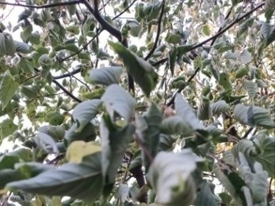 Как гербициды превращают ваши растения в неживые экспонаты: неожиданные последствия обработки