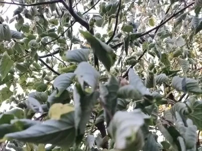 Как гербициды превращают ваши растения в неживые экспонаты: неожиданные последствия обработки