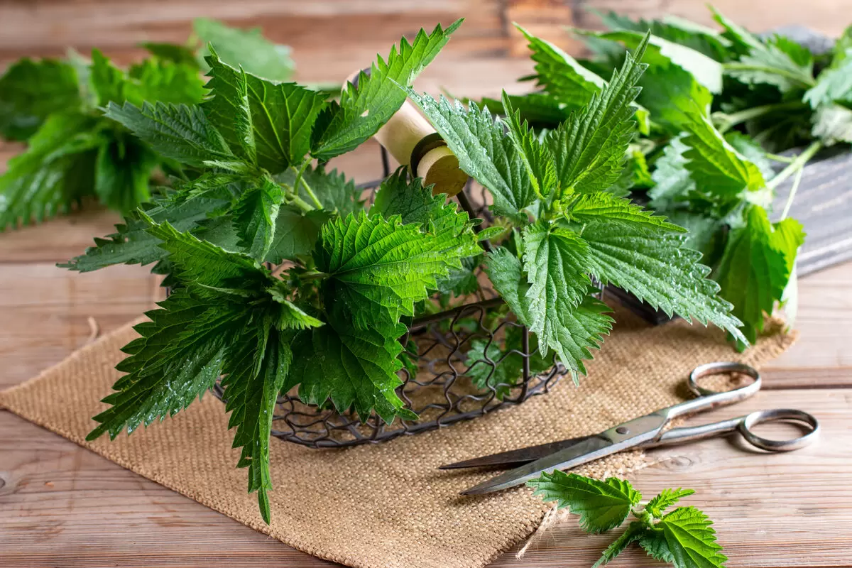 Крапива — забытый суперфуд, который стоит добавить в свой рацион