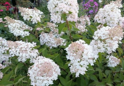 ������� ������ ���������� ���������: ��� ��������� ������� �� �������� ������