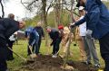 Майкоп ежегодно присоединяется к всероссийской акции «Сад памяти»