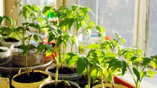 ��� ���� �� ���� ����� �������� � ������: ���� ������ ������� �������