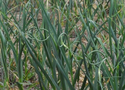 ������ ������ ������� ���� � �������: ������� � ������� ������� ��������