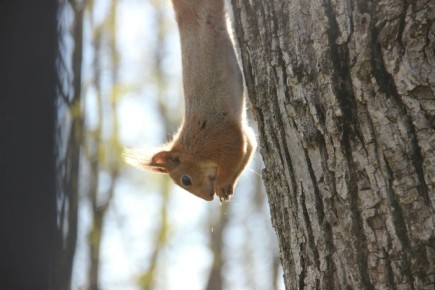 ������ � ������� �� 17 ������: