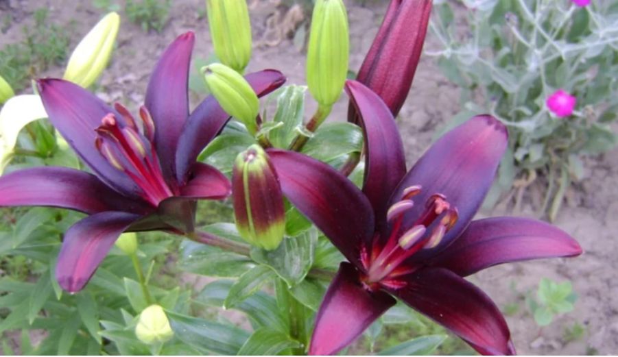 ������������ ������� ����� � ����� ����