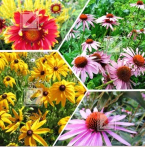 ����� ����� ��� ���������� ����: ���������, �������� � ��������