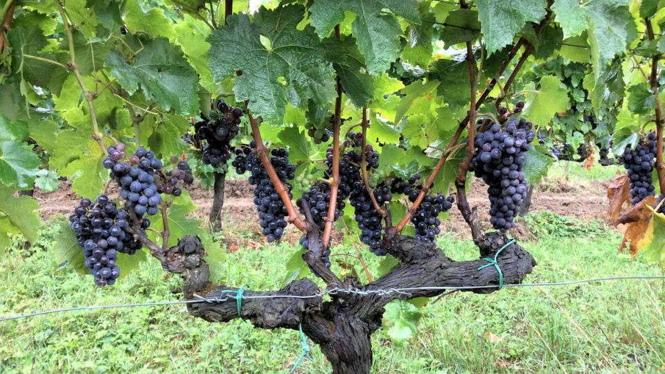 ������� ���������� ���������: ����� � ������������� � ����� �������